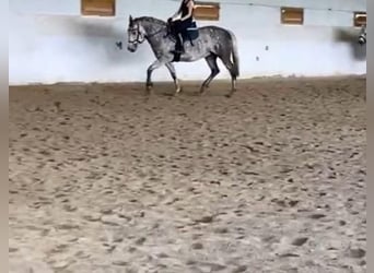 Hungarian Sport Horse, Mare, 7 years, 15,2 hh, Gray