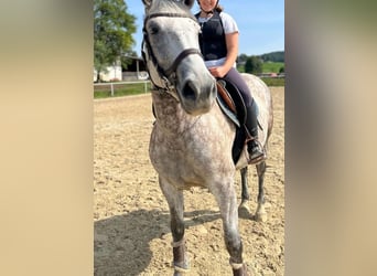 Ungarisches Sportpferd, Stute, 7 Jahre, 15,2 hh, Schimmel