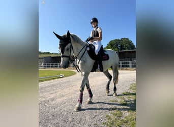 Hungarian Sport Horse, Mare, 7 years, 15.2 hh, Grey-Fleabitten