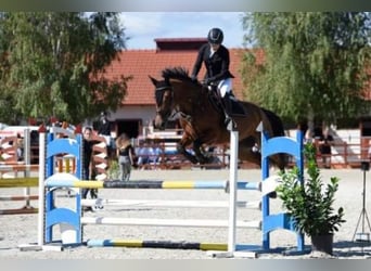 Hungarian Sport Horse Mix, Mare, 7 years, 16.1 hh, Bay