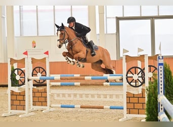 Hungarian Sport Horse, Mare, 7 years, 16.1 hh, Chestnut