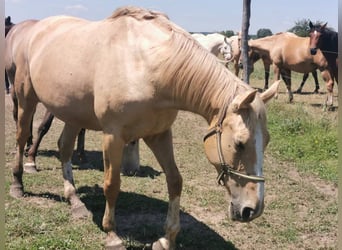Hungarian Sport Horse, Mare, 7 years, 16.1 hh, Palomino