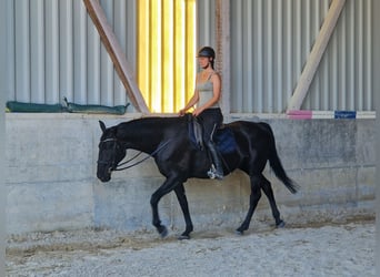 Hungarian Sport Horse, Mare, 7 years, 16.2 hh, Black