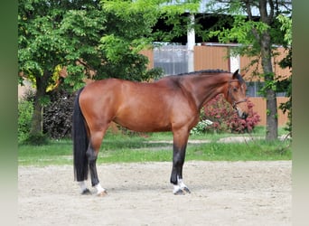 Hungarian Sport Horse, Mare, 7 years, 16.3 hh, Brown