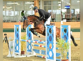 Hungarian Sport Horse, Mare, 7 years, 16.3 hh, Brown