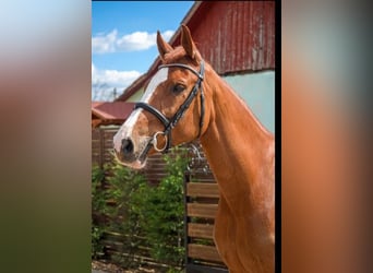 Hungarian Sport Horse, Mare, 7 years, 16,1 hh, Chestnut