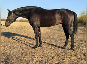 Hungarian Sport Horse, Mare, 7 years, 16,2 hh