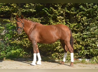 Hungarian Sport Horse, Mare, 8 years, 14,1 hh, Chestnut-Red