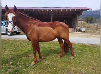 Hungarian Sport Horse, Mare, 8 years, 14.1 hh, Chestnut-Red