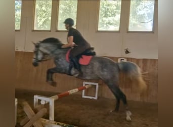 Hungarian Sport Horse Mix, Mare, 8 years, 14.1 hh