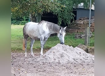Hungarian Sport Horse, Mare, 8 years, 14.2 hh, Grey