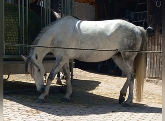 Hungarian Sport Horse, Mare, 8 years, 14.2 hh, Grey