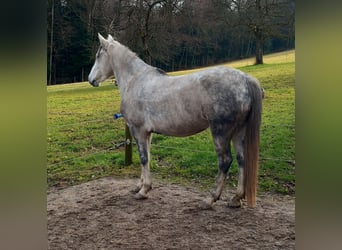 Hungarian Sport Horse, Mare, 8 years, 14.2 hh, Grey
