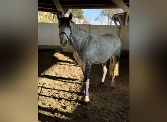 Hungarian Sport Horse, Mare, 8 years, 14.3 hh, Gray