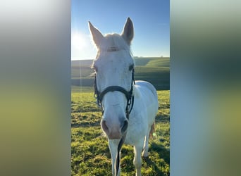 Hungarian Sport Horse, Mare, 8 years, 14 hh, Gray