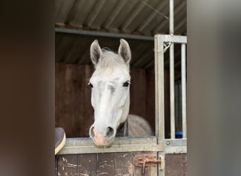 Hungarian Sport Horse, Mare, 8 years, 14,2 hh, Grey