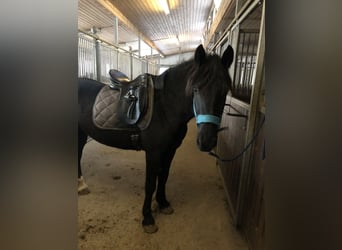 Hungarian Sport Horse, Mare, 8 years, 15.1 hh, Black