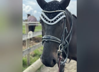 Hungarian Sport Horse, Mare, 8 years, 15.2 hh, Smoky-Black