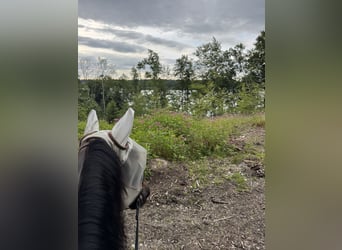 Hungarian Sport Horse, Mare, 8 years, 15.2 hh, Smoky-Black