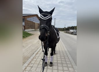 Hungarian Sport Horse, Mare, 8 years, 15,2 hh, Smoky-Black