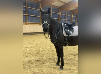 Hungarian Sport Horse, Mare, 8 years, 15,2 hh, Smoky-Black