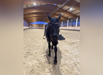 Hungarian Sport Horse, Mare, 8 years, 15,2 hh, Smoky-Black