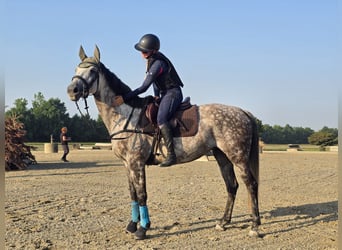 Hungarian Sport Horse, Mare, 8 years, 15,3 hh, Grey-Dapple