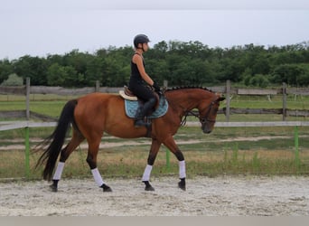 Hungarian Sport Horse Mix, Mare, 8 years, 16.1 hh, Bay