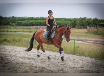 Hungarian Sport Horse Mix, Mare, 8 years, 16.1 hh, Bay