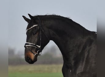 Hungarian Sport Horse, Mare, 8 years, 16.1 hh, Black