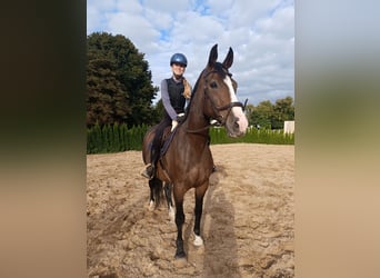 Hungarian Sport Horse, Mare, 8 years, 16.1 hh, Brown