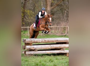 Ungarisches Sportpferd, Stute, 8 Jahre, 16,1 hh, Fuchs