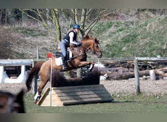 Hungarian Sport Horse, Mare, 8 years, 16,1 hh, Chestnut-Red