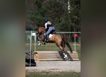 Hungarian Sport Horse, Mare, 8 years, 16,1 hh, Chestnut-Red