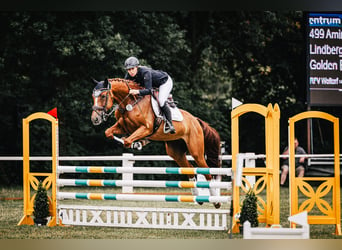 Hungarian Sport Horse, Mare, 8 years, 16,1 hh, Chestnut-Red