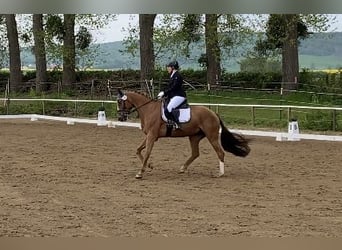 Hungarian Sport Horse, Mare, 8 years, 16,1 hh, Chestnut-Red