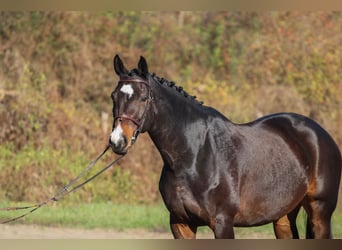 Hungarian Sport Horse, Mare, 8 years, 16.2 hh, Bay-Dark