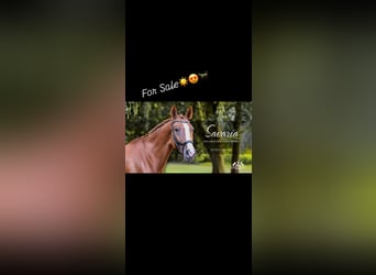 Hungarian Sport Horse, Mare, 8 years, 16.3 hh, Chestnut-Red