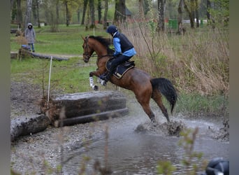 Hungarian Sport Horse, Mare, 8 years, 16,1 hh