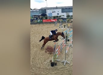 Hungarian Sport Horse, Mare, 8 years, 16,1 hh