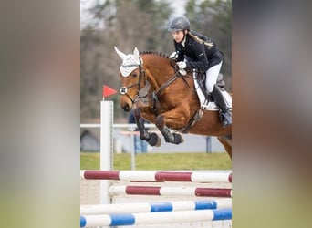 Hungarian Sport Horse, Mare, 8 years, 16,1 hh