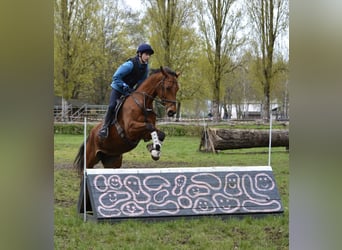 Hungarian Sport Horse, Mare, 8 years, 16,1 hh