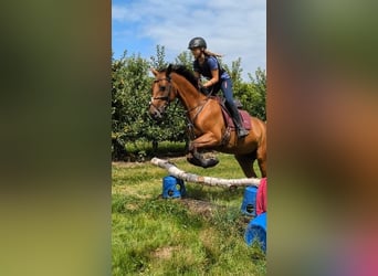Hungarian Sport Horse, Mare, 8 years, 16,1 hh