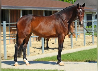 Hungarian Sport Horse, Mare, 8 years, 17,1 hh, Bay-Dark