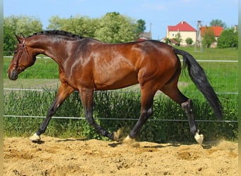 Hungarian Sport Horse, Mare, 8 years, 17,1 hh, Bay-Dark