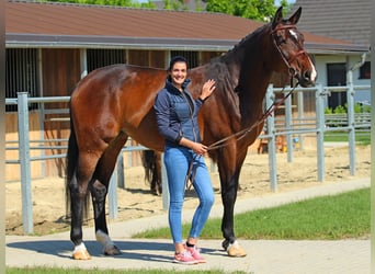 Hungarian Sport Horse, Mare, 8 years, 17,1 hh, Bay-Dark