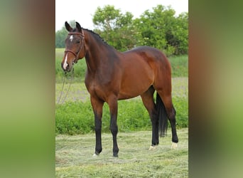 Hungarian Sport Horse, Mare, 8 years, 17,1 hh, Bay-Dark