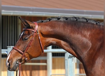 Hungarian Sport Horse, Mare, 8 years, 17,1 hh, Bay-Dark