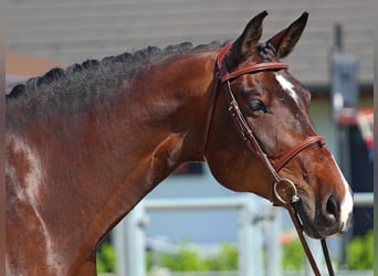 Hungarian Sport Horse, Mare, 8 years, 17,1 hh, Bay-Dark