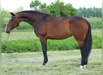Hungarian Sport Horse, Mare, 8 years, 17,1 hh, Bay-Dark